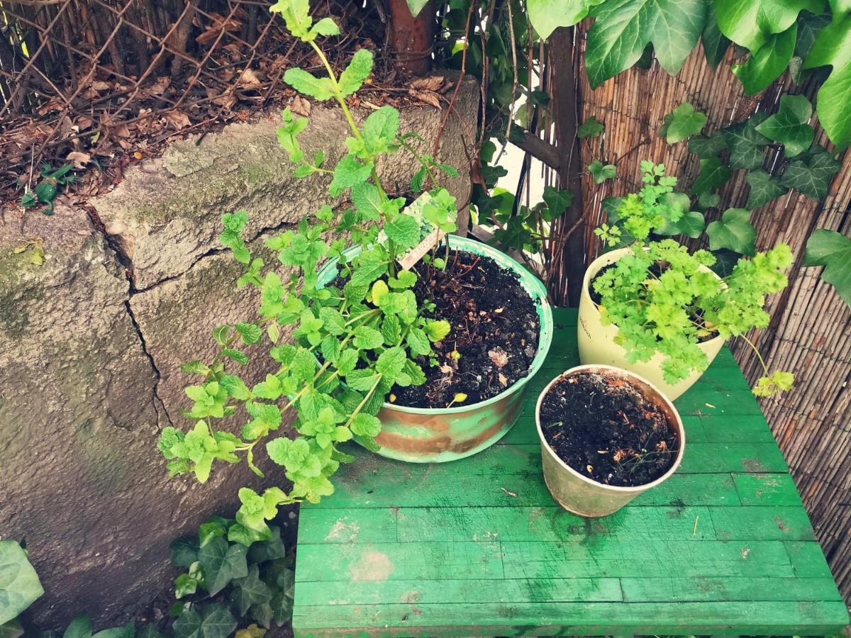 Flat In Historic Villa With Your Own Private Garden, Near City Park Budapest Extérieur photo